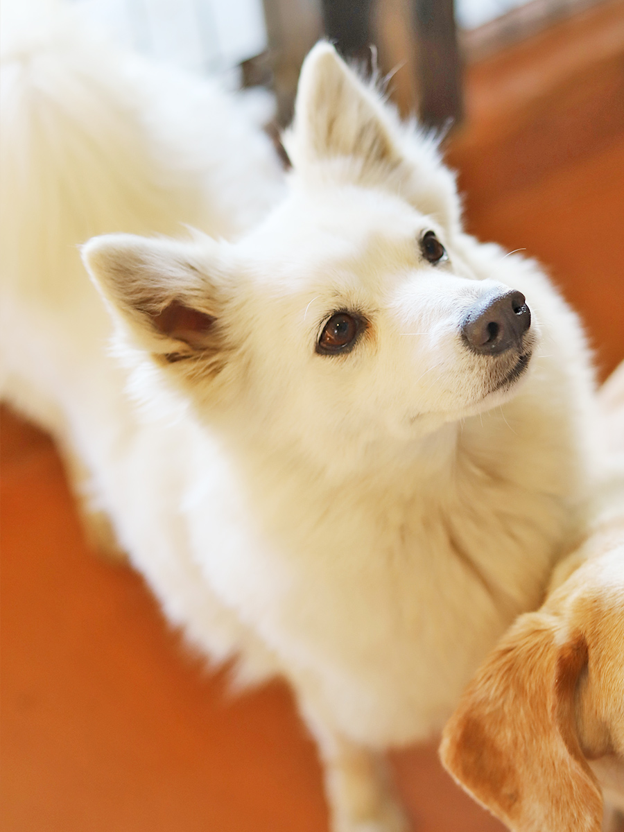 日本スピッツ アーカイブ 世界の名犬牧場