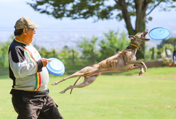 世界の名犬牧場 日本最大級 群馬のドッグラン ドッグカフェならここ