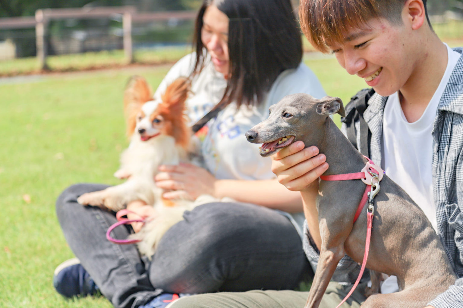 犬との生活シミュレーション 世界の名犬牧場