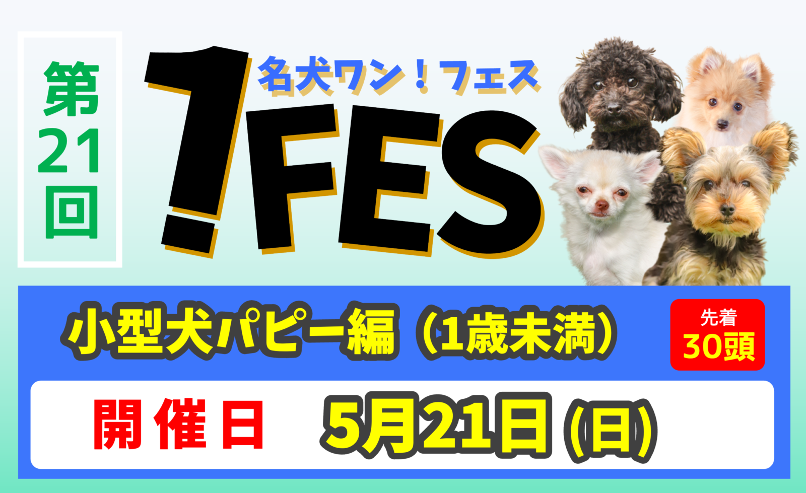 ワンフェス】小型犬パピー（１歳未満）【#21】 | 世界の名犬牧場